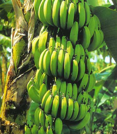 Buy - Banana Trees - Banana Plants - Sale