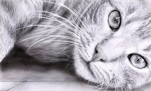 hyper realistic animal drawings - Clip Art Library