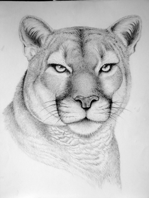 pencil drawings of animals