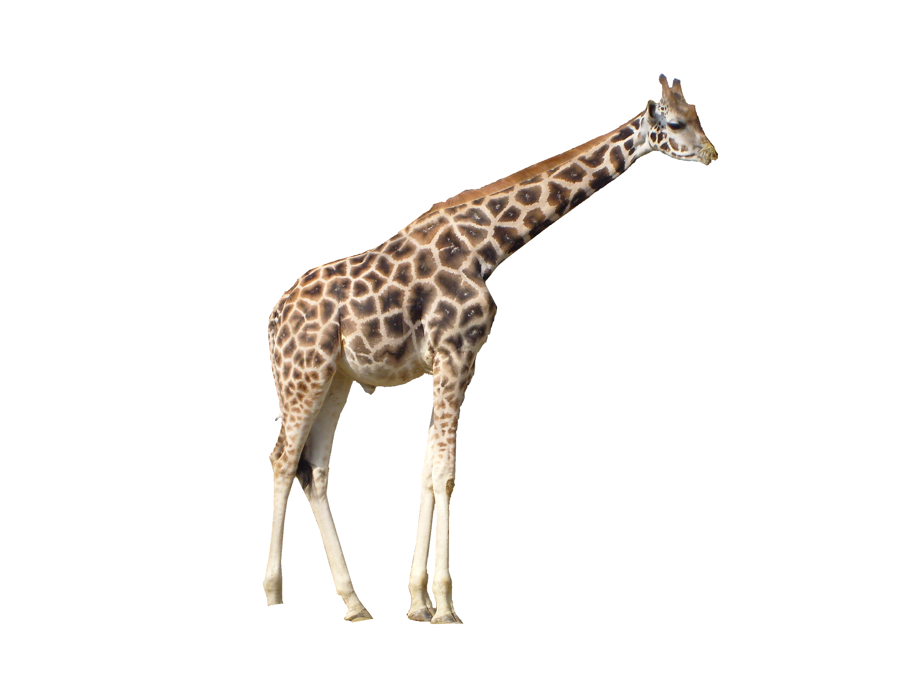 giraffe.png