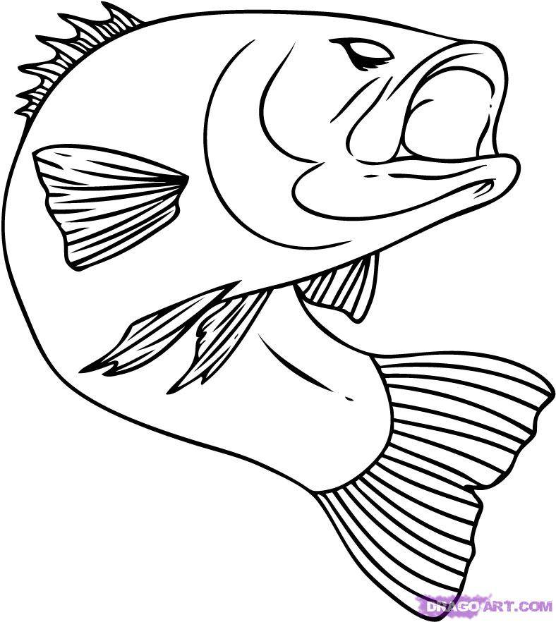 drawing fish step by step