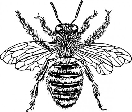 Free honey bee hive clip art Free vector for free download (about 