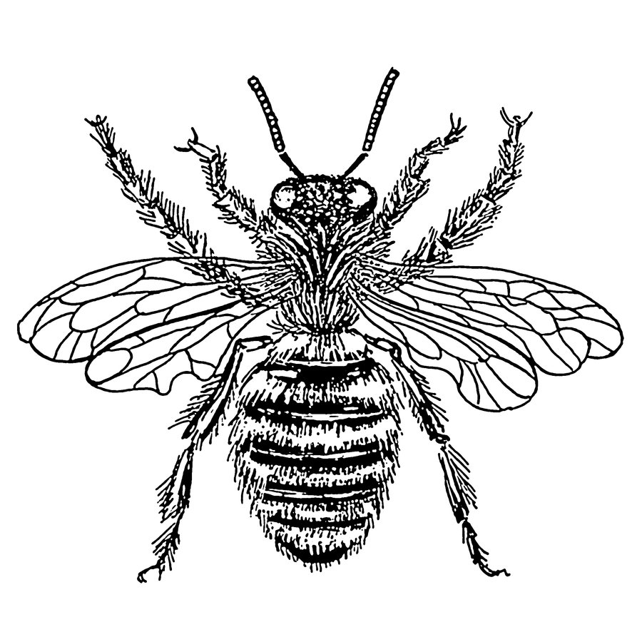 Vintage Honey Bee Illustration Images  Pictures - Becuo
