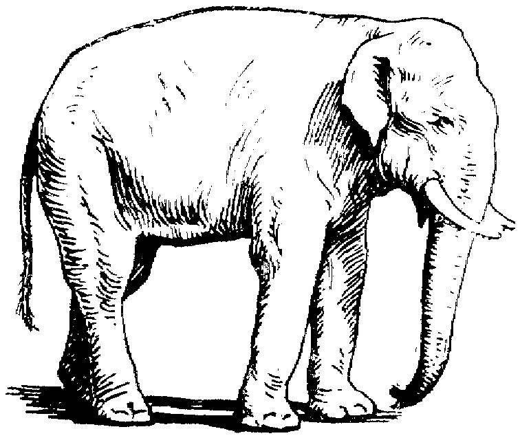 Free Elephant Coloring Pages