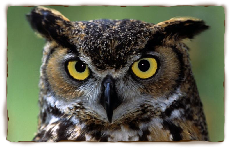 Great Horned Owl | San Diego Zoo - Kids