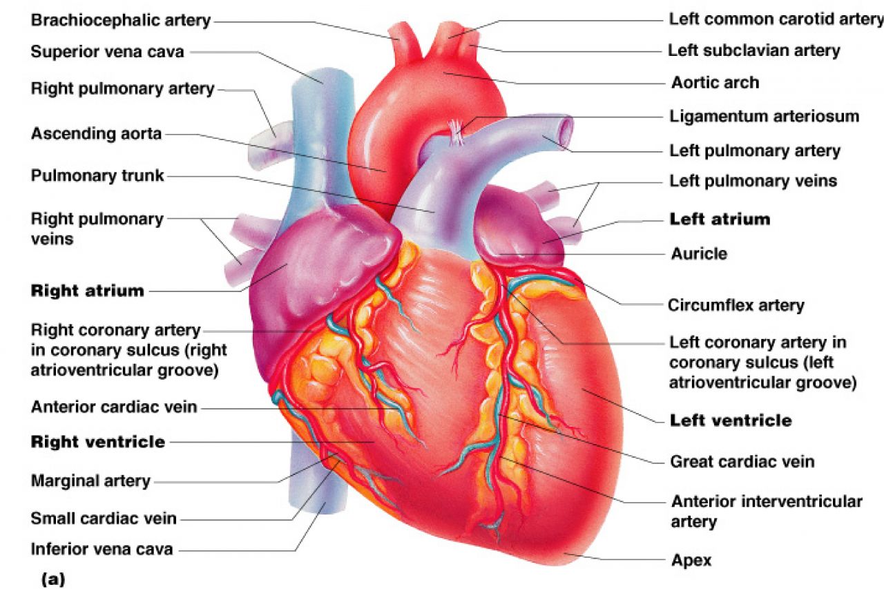 Free Human Heart Images Download Free Clip Art Free Clip