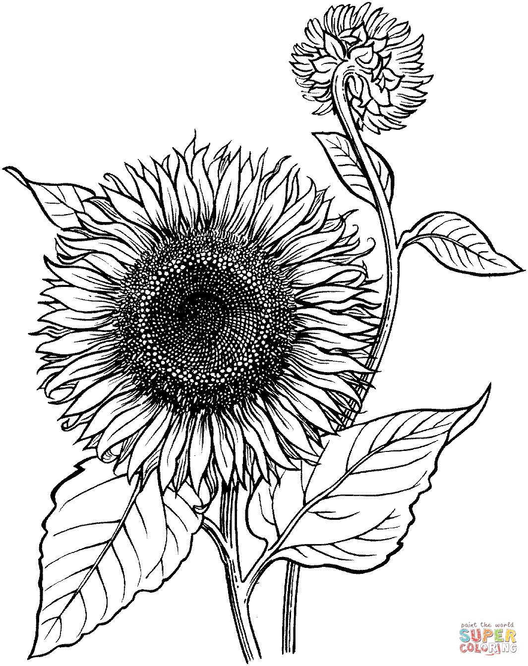 Free Sunflower Coloring Page, Download Free Sunflower Coloring Page png