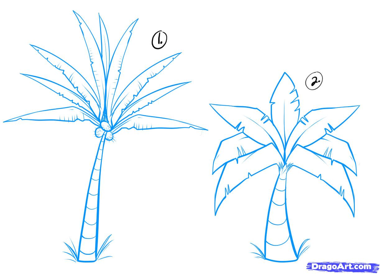 How To Draw A Palm Tree Leaf