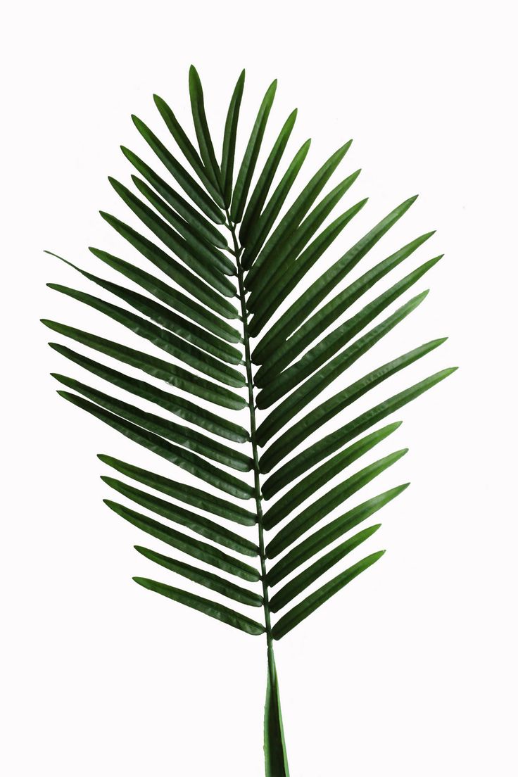 clip art palm tree leaf - photo #49