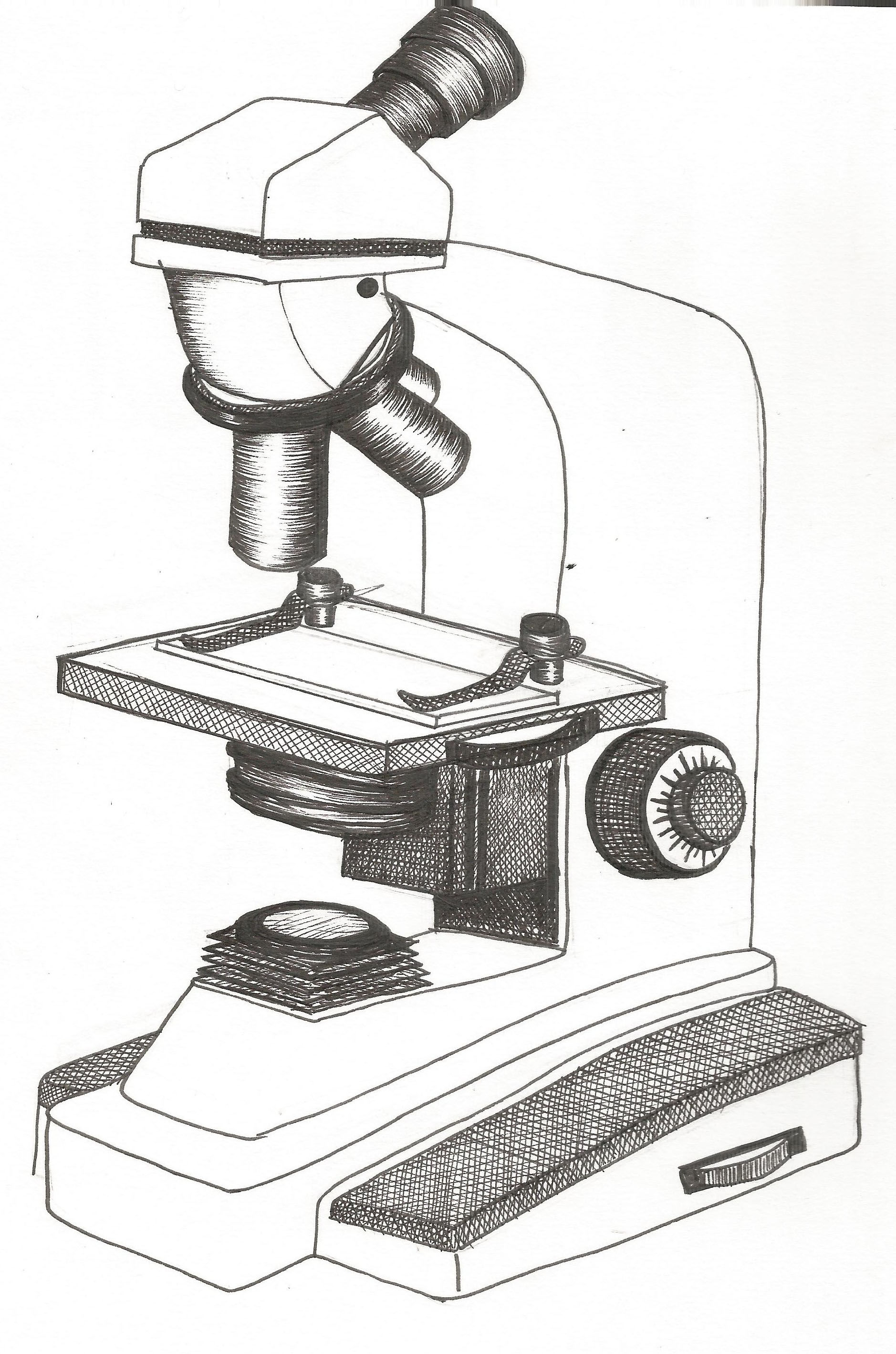 compound light microscope drawing with label Microscope parts compound