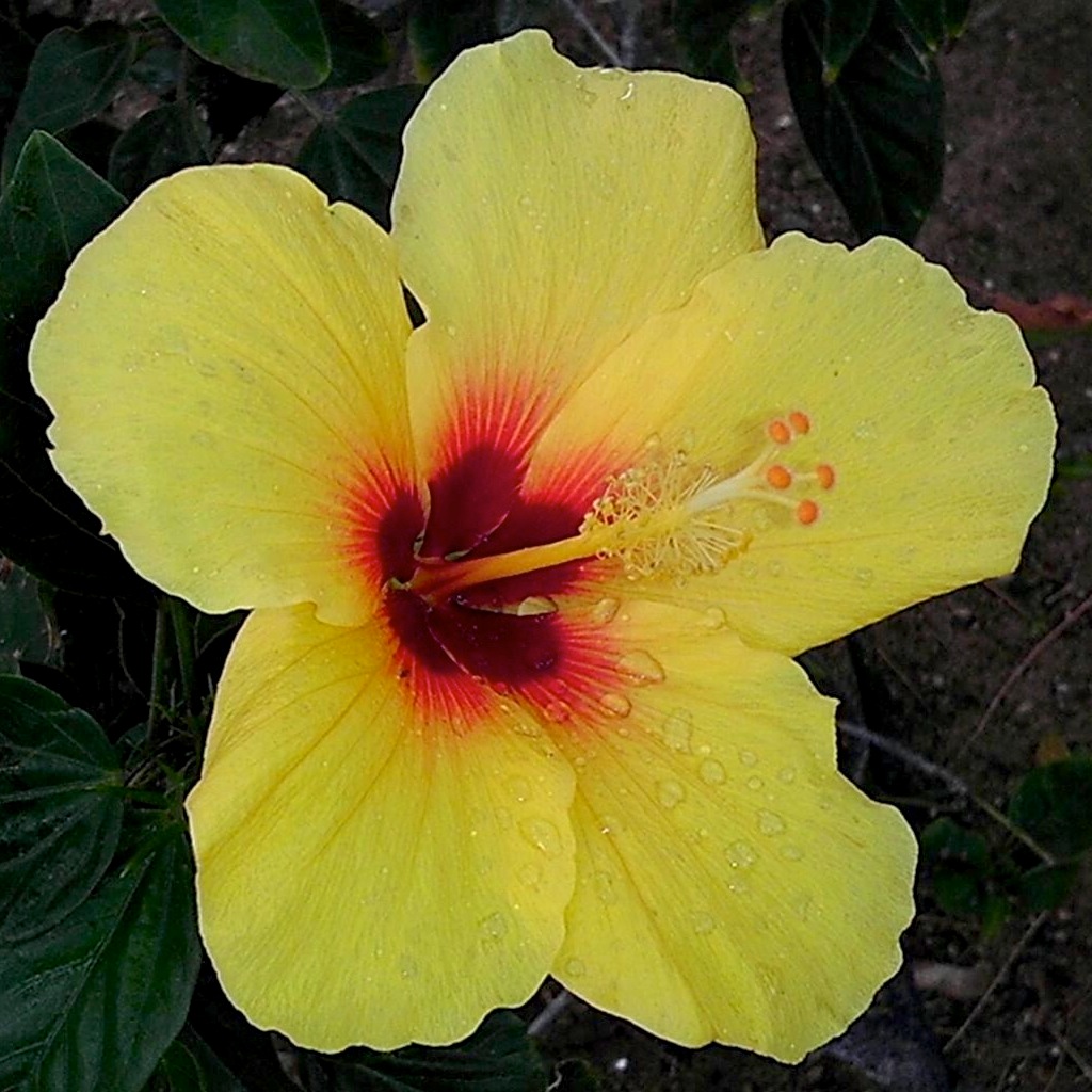 File:Hibiscus flower in Waikiki, Hawaii.jpg - Wikimedia Commons