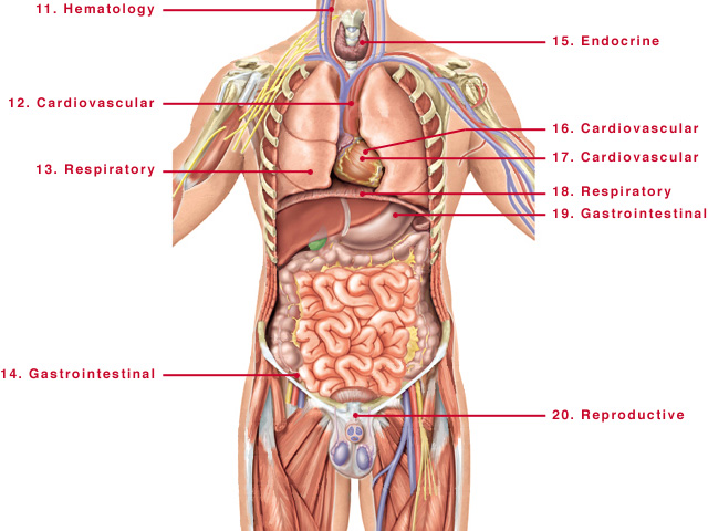 male body organ diagram