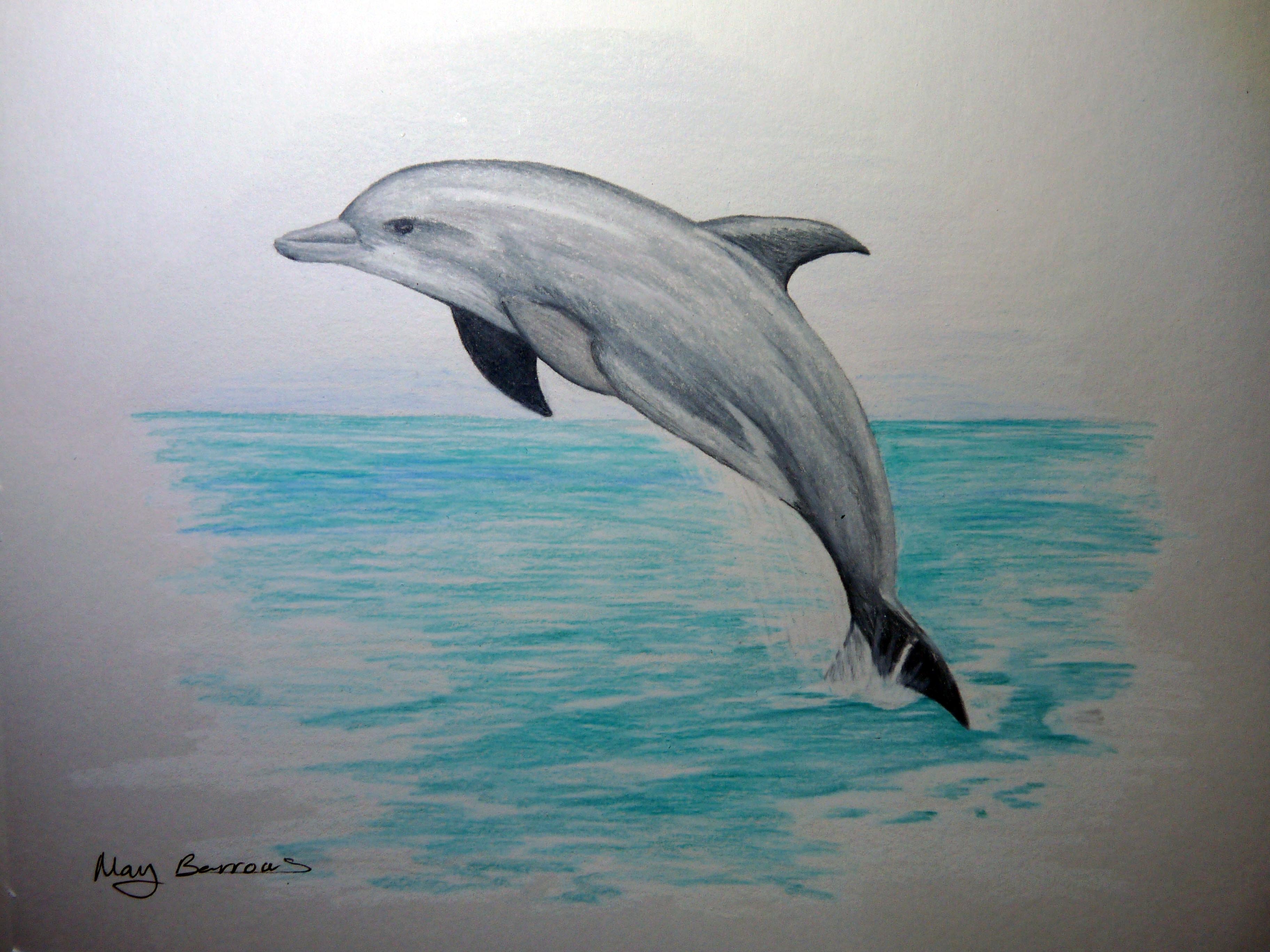 Free Dolphin Drawing Colored, Download Free Dolphin Drawing Colored png