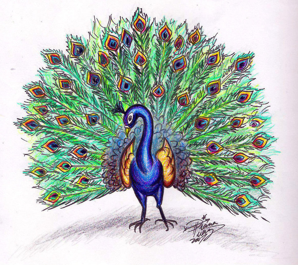 How To Draw A Peacock With Open Feathers / Sketch out an oval for the