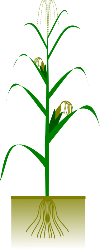Botany Clip Art Download