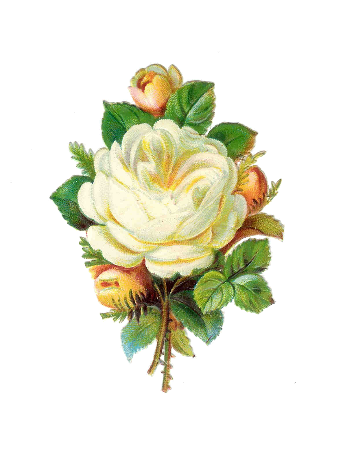 White Rose Png Images  Pictures - Becuo