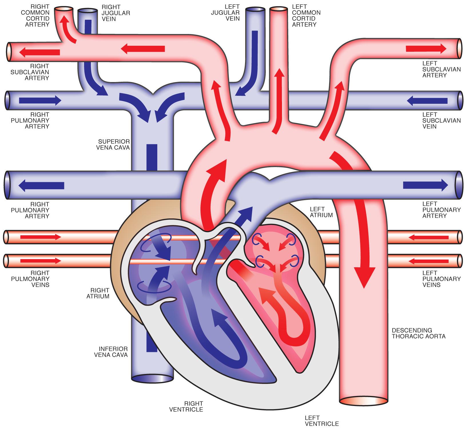 Free Heart Diagram Unlabeled, Download Free Heart Diagram Unlabeled png