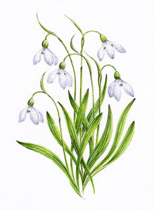 Free Snowdrop Tattoo, Download Free Snowdrop Tattoo png images, Free