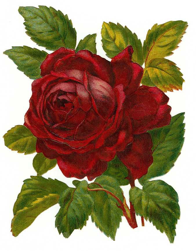 Pin by Amy B. on 3 Printable - Roses, Botanicals,  Flowers | Pintere?