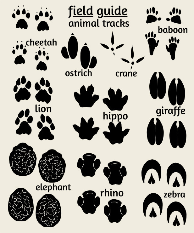 animal tracks clipart - photo #28