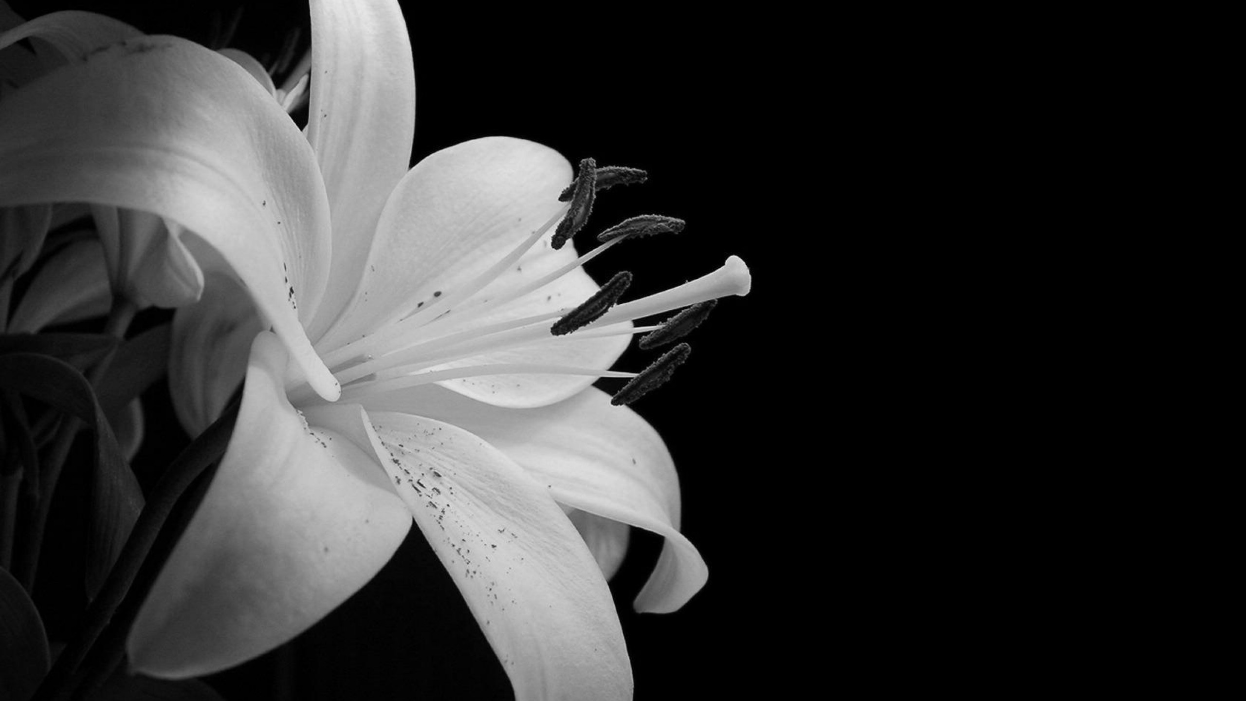 Black and White Flowers #6892207