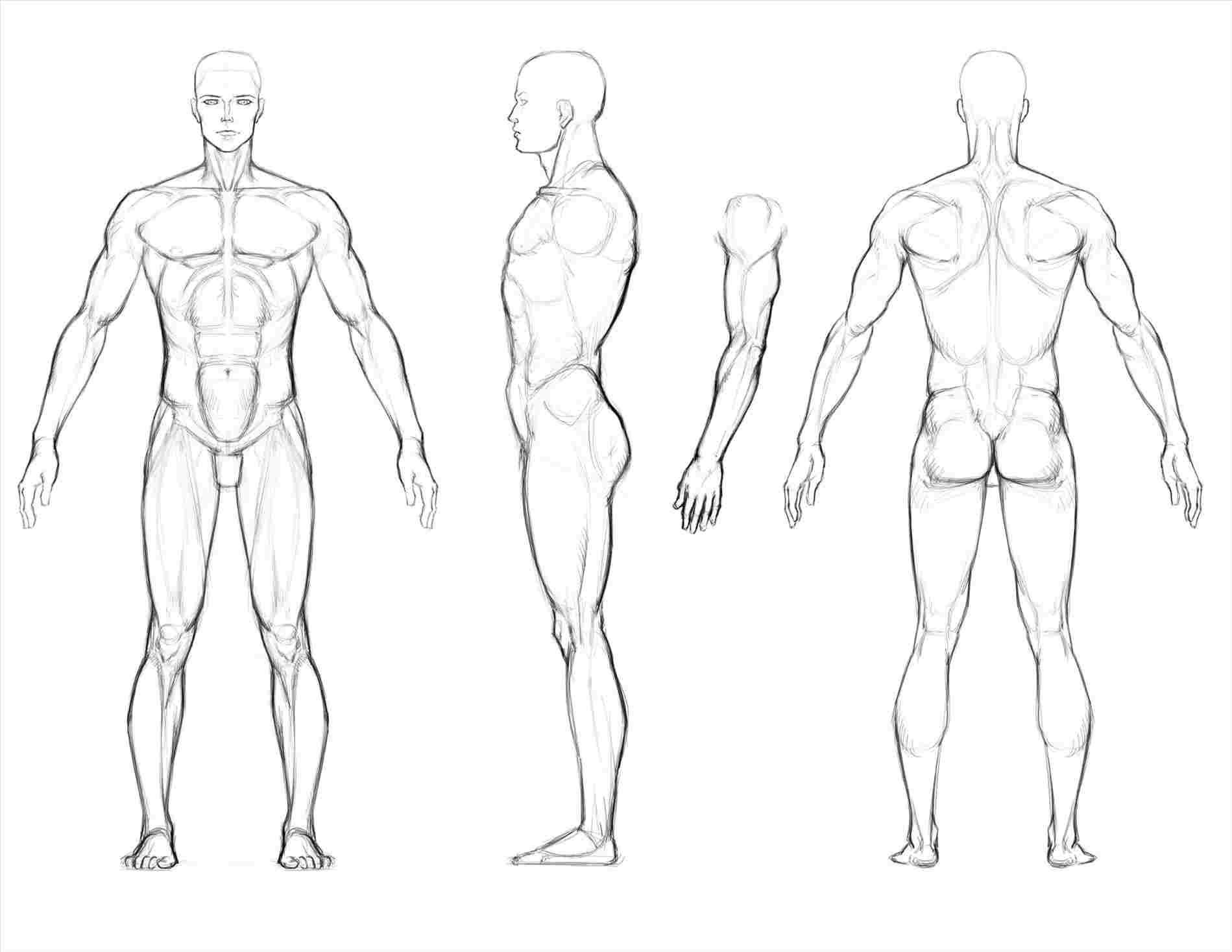 Featured image of post Male Body Outline Diagram - Body sketch outline curvy body figure sketch different poses.