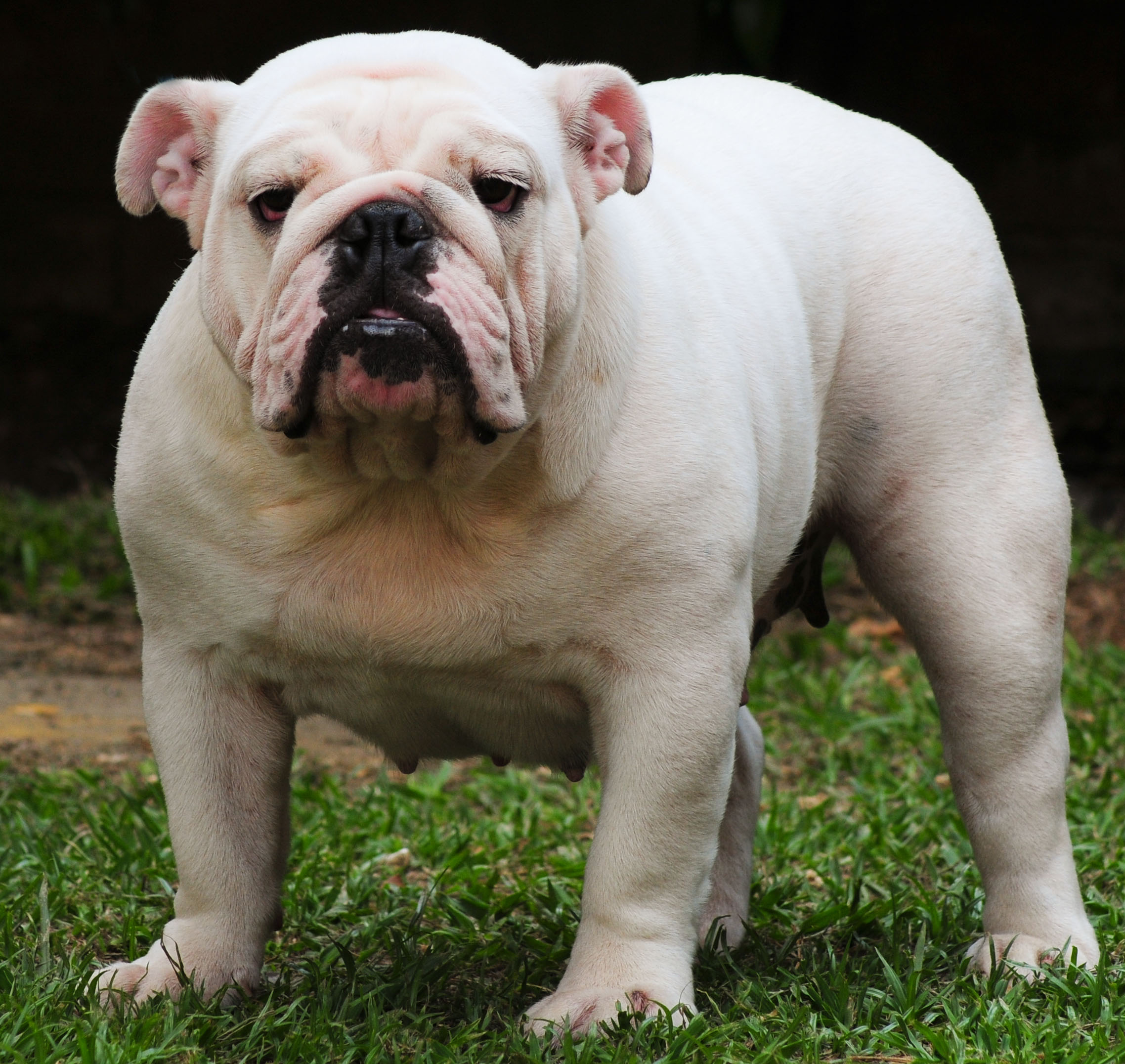 white english bulldog puppies for sale