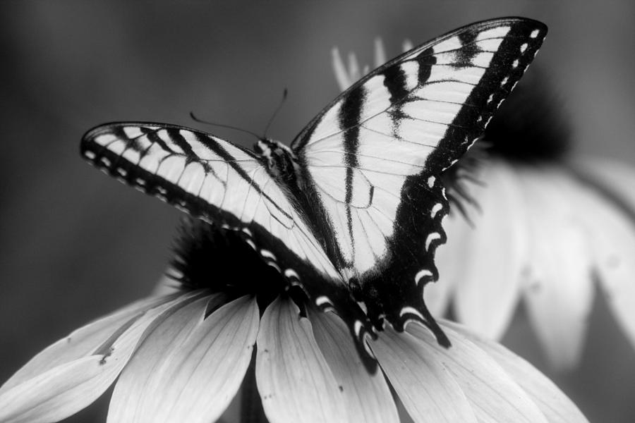 Black And White Butterfly by Gale Miko