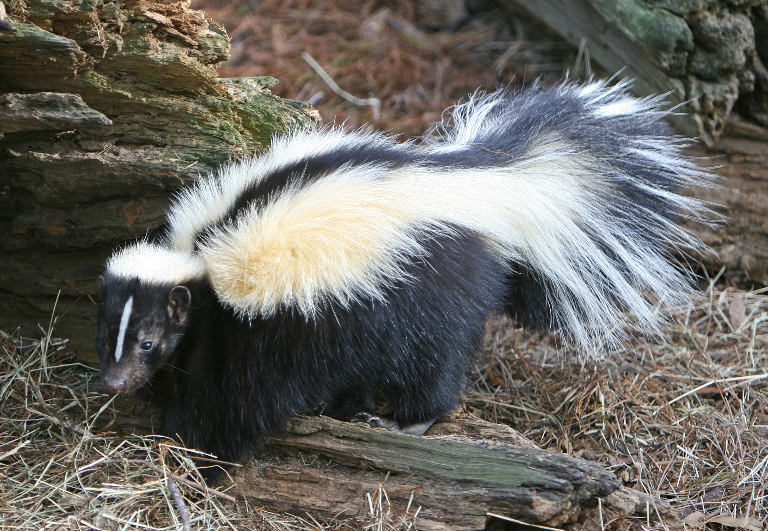hibernating skunk - Clip Art Library
