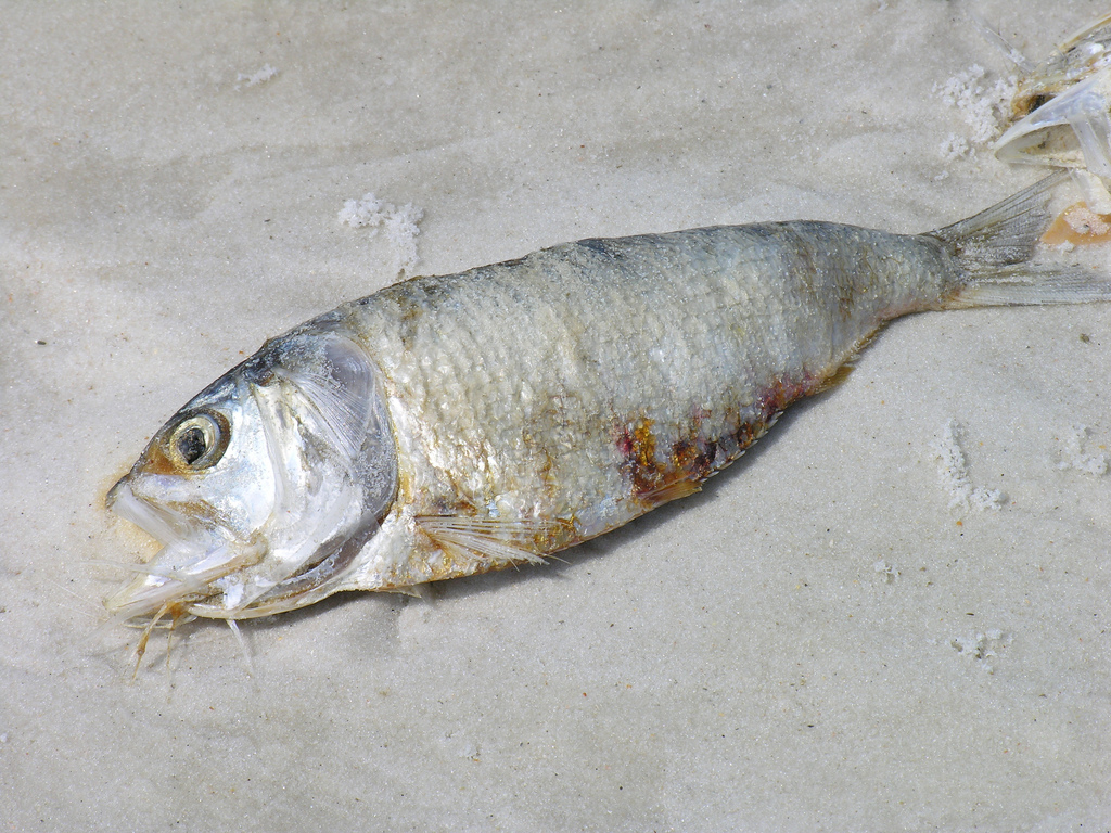 free-photo-dead-fish-on-beach-beach-dead-fish-free-download-jooinn