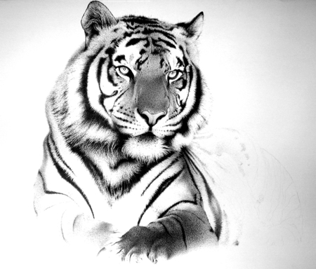 Free Black And White Tiger Tattoo Designs, Download Free Black And White  Tiger Tattoo Designs png images, Free ClipArts on Clipart Library