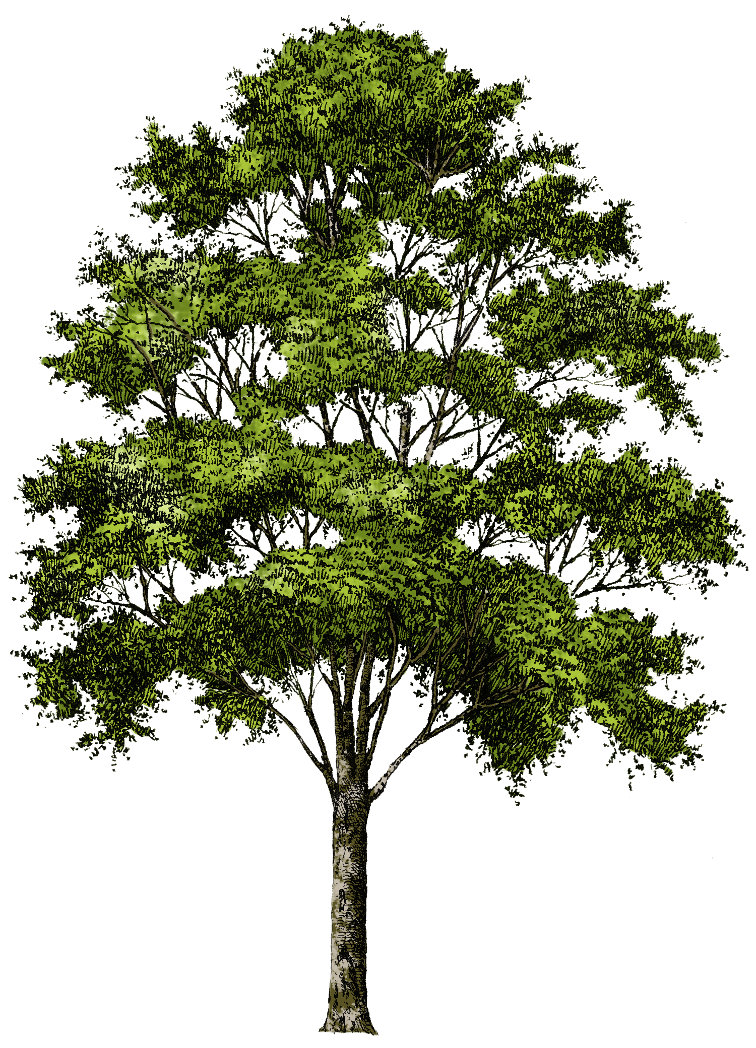 tree PNG215