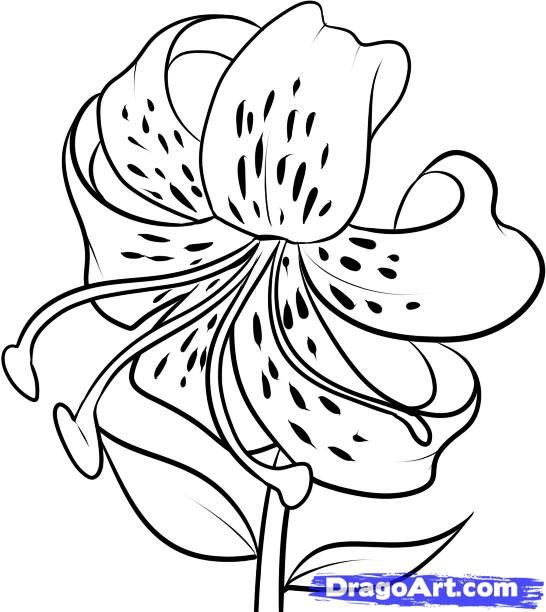 Free How To Draw A Flower, Download Free How To Draw A Flower png