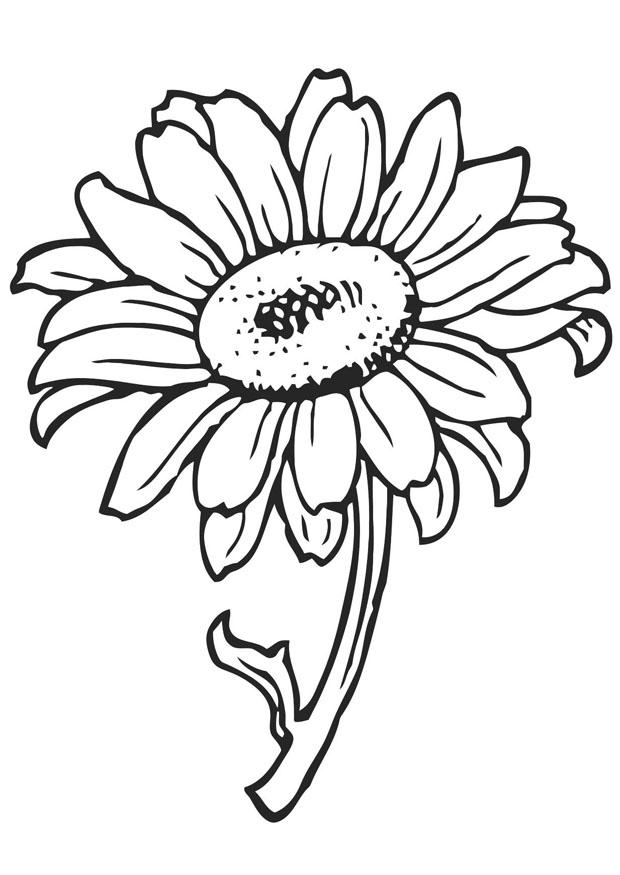 Coloring page sunflower - img 21202.