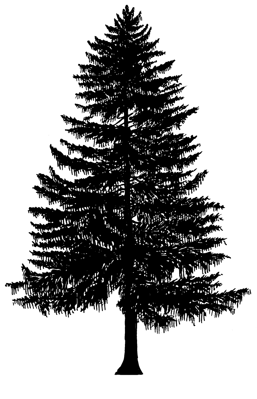 Pix For  Evergreen Tree Drawing