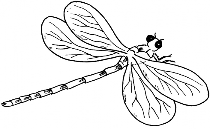 Pix For  Dragonfly Outline Clipart