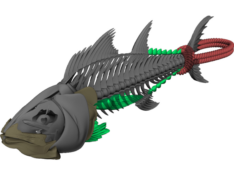 Tuna Fish Skeleton 3D Model Download | 3D CAD Browser