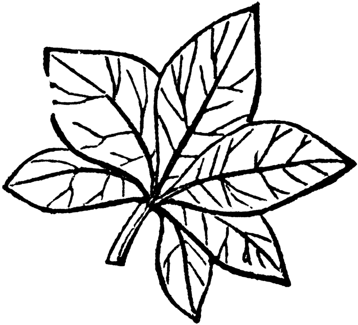 Leaf Clip Art Black Outline | Clipart library - Free Clipart Images