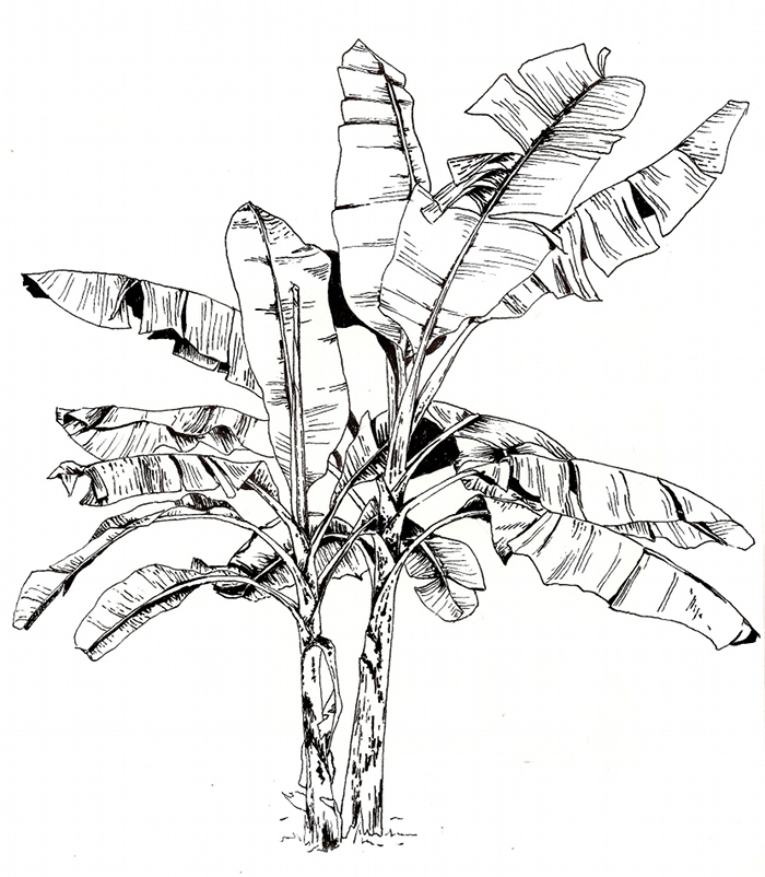 Free Banana Tree Drawing, Download Free Banana Tree Drawing png images