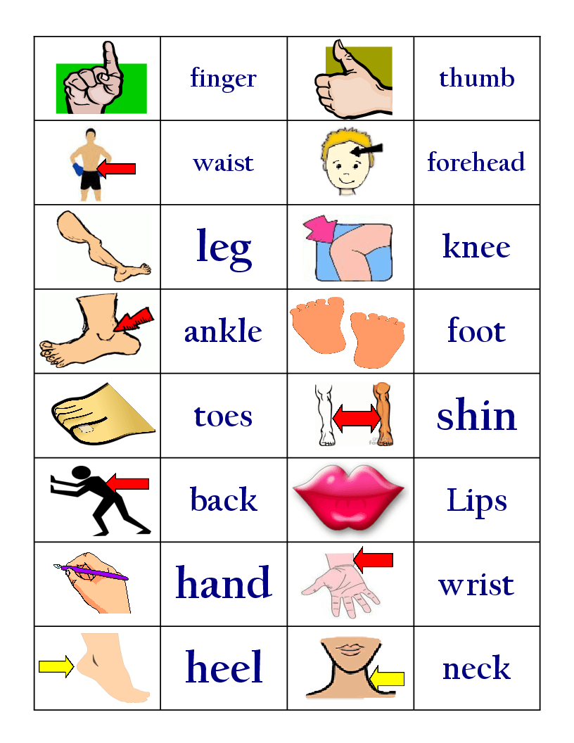 Body Parts Chart Pdf