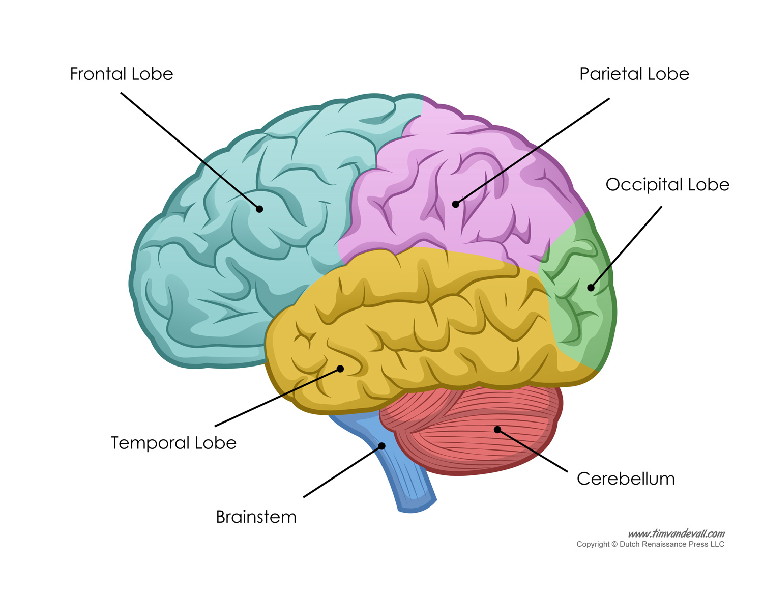 Free Brain Diagram, Download Free Brain Diagram png images, Free