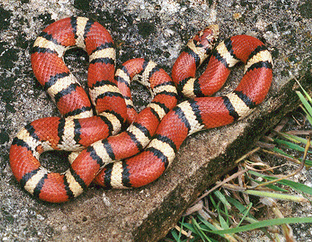 Milk snake - Wikipedia, the free encyclopedia