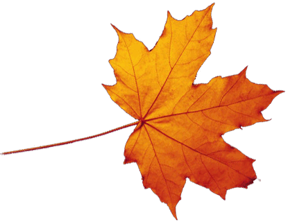 CSS 3D Falling Leaves With Realistic Shadows