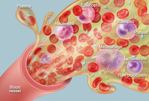 Human Anatomy: Blood - Cells, Plasma, Circulation, and More