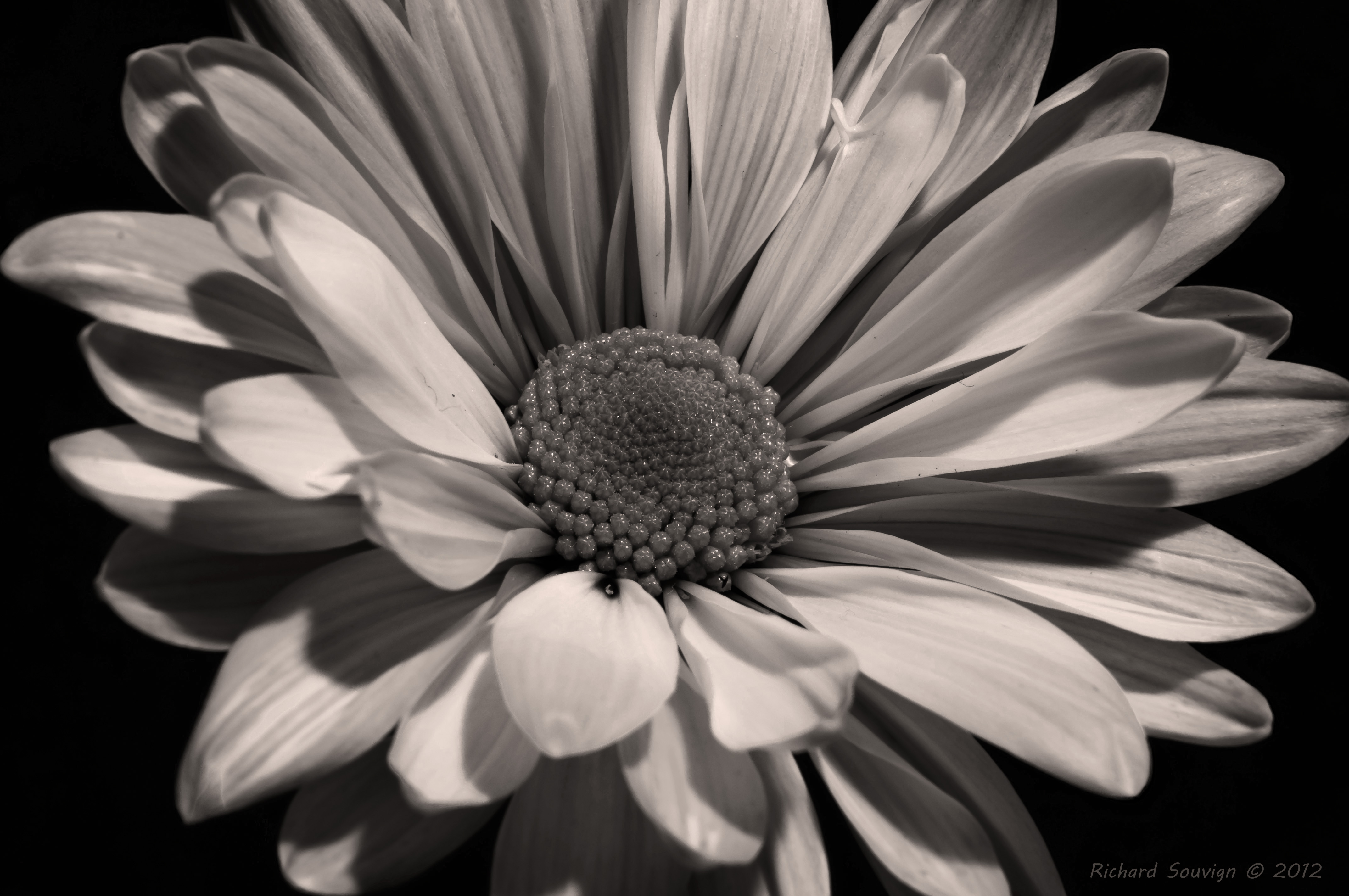 black and white flower - Clip Art Library