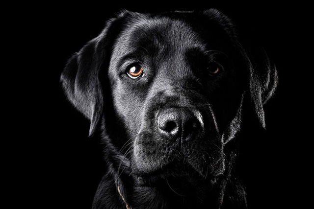 BLACK DOGS ARE COOL? isn't just a saying? @milldogrescue #dogs 