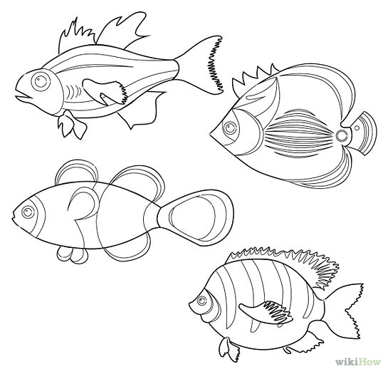How to Draw Tropical Fishes: 7 Steps (with Pictures) - wikiHow