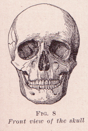 Front View of Skull | Flickr - Photo Sharing!