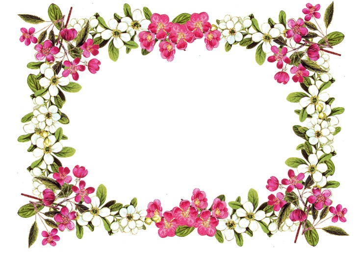 Pink Rose Flower Frame Border Royalty Free Vector Image