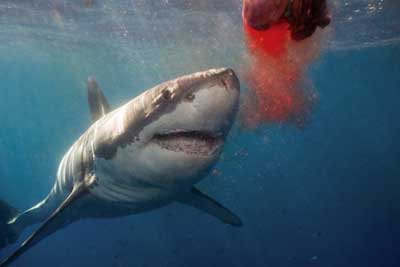 What is electroreception, and how do sharks use it? - HowStuffWorks